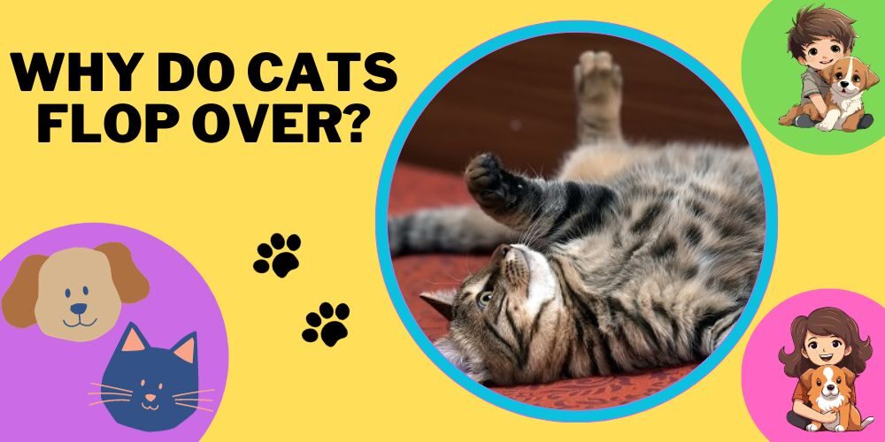 Why Do Cats Flop Over