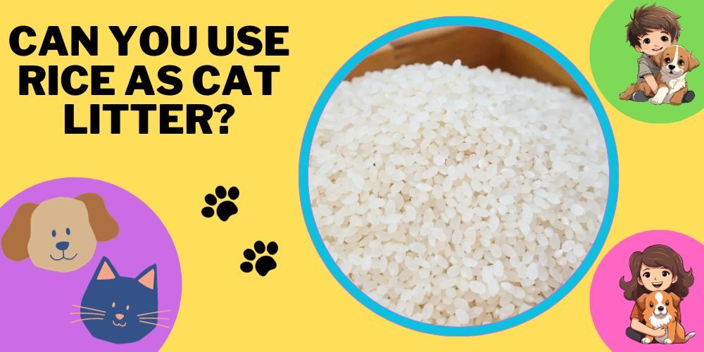 Can You Use Rice As Cat Litter