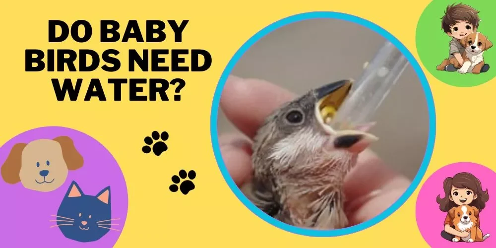 Do Baby Birds Need Water